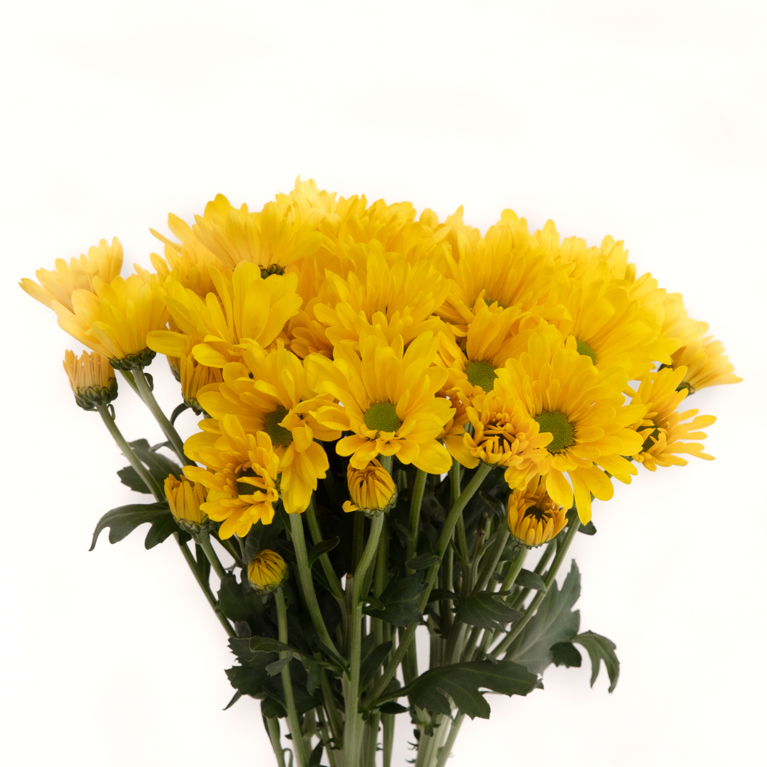 Margaritas Amarillas , San Juan, Puerto Rico. - Flores & Servicios®