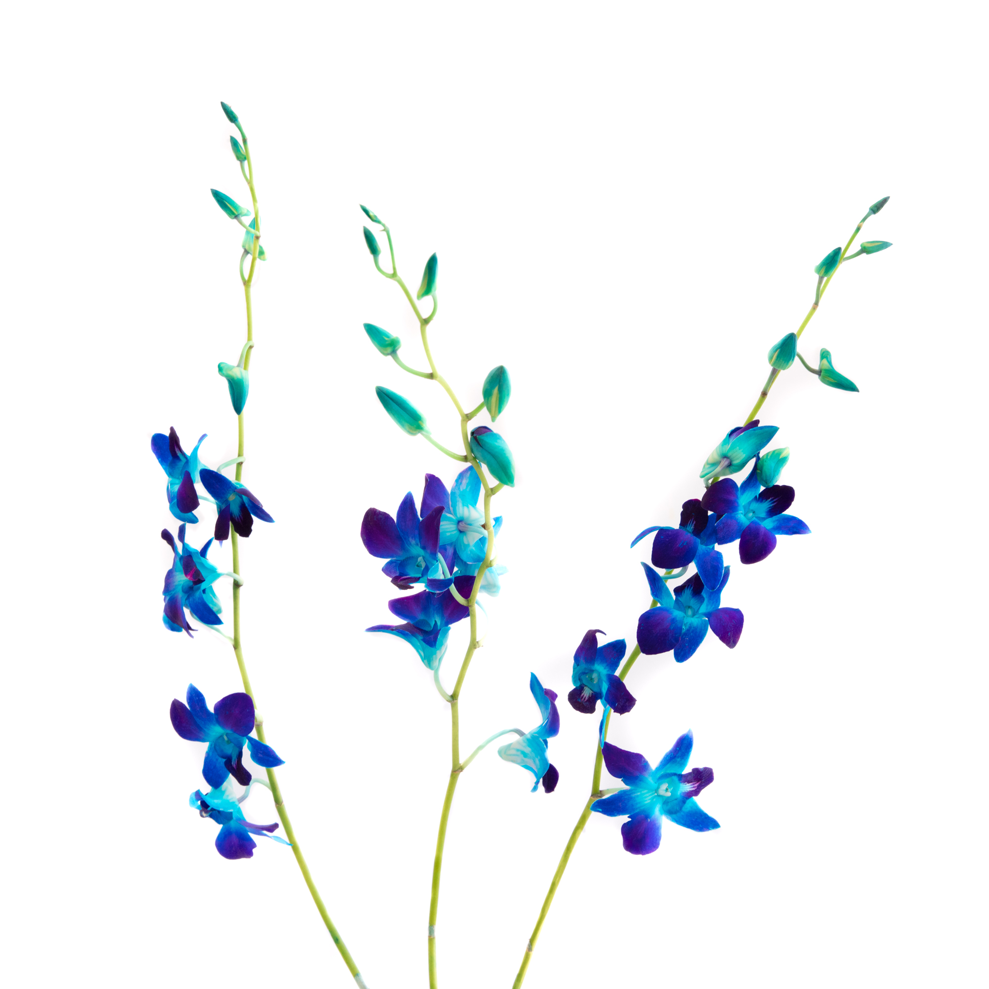 Dendrobium Orquídea Azul , San Juan, Puerto Rico. - Flores & Servicios®