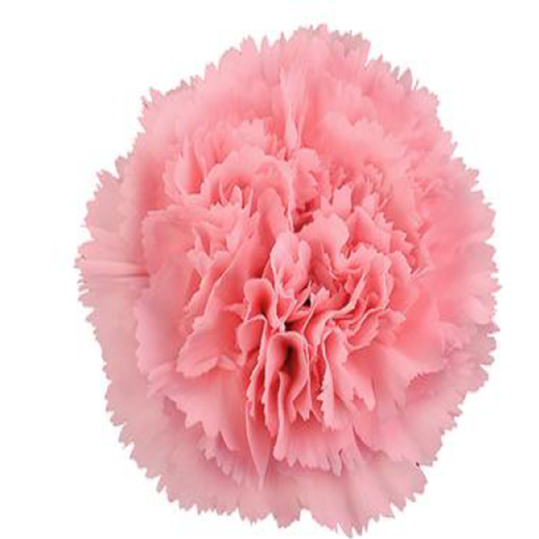 Clavel Rosa , San Juan, Puerto Rico. Flores & Servicios®