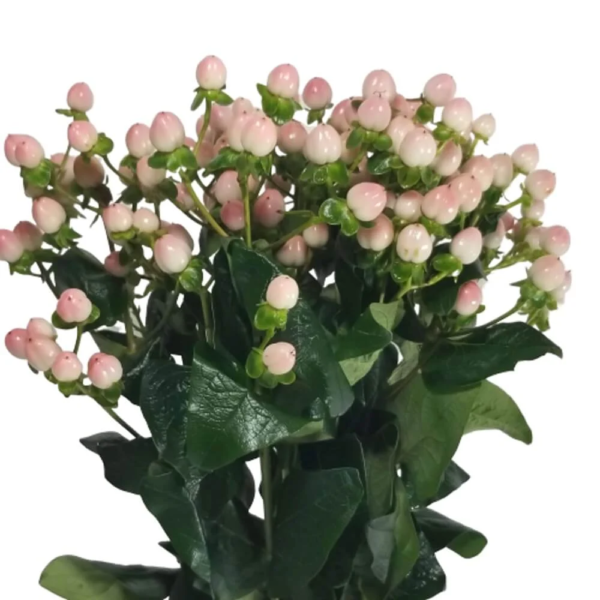 Hypericum Rosa