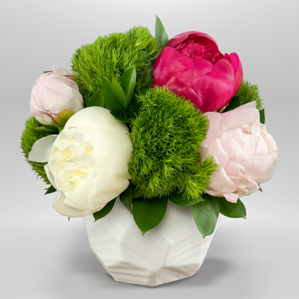 Peonia Blush
