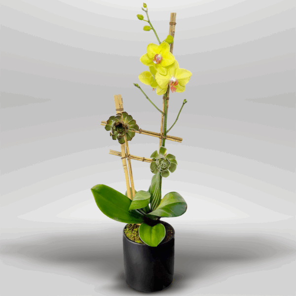 Orquídea Bamboo