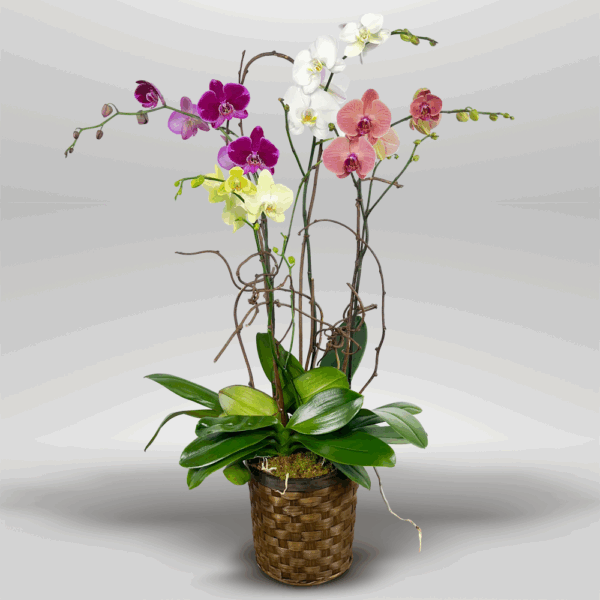 Arcoíris Tropical